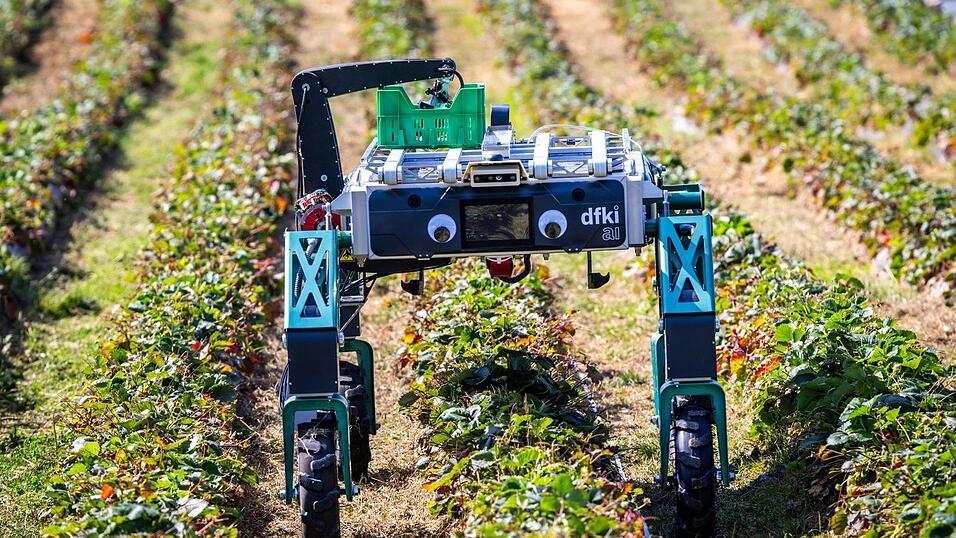 Auch in der Landwirtschaft wird KI schon genutzt beziehungsweise erprobt, wie hier bei der Erdbeerernte. (Archivbild) Auch in der Landwirtschaft wird KI schon genutzt beziehungsweise erprobt, wie hier bei der Erdbeerernte. (Archivbild)