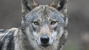 Der Wolf, der bei Lam zu Tode gekommen ist, ist eines natürlichen Todes gestorben. Dennoch sorgt sein Fall für Aufregung. Der Wolf, der bei Lam zu Tode gekommen ist, ist eines natürlichen Todes gestorben. Dennoch sorgt sein Fall für Aufregung.