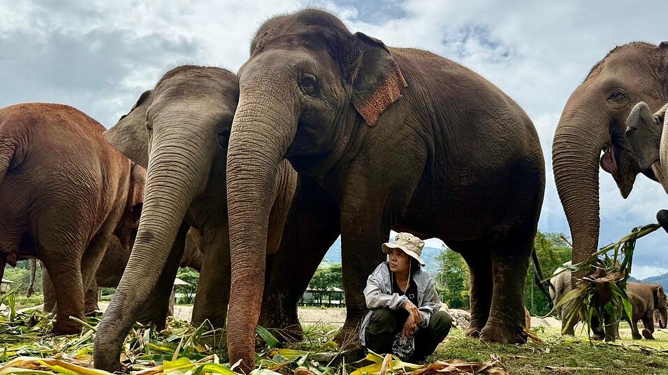 Völlig ohne Angst sitzt Lek oft unter den tonnenschweren Körpern ihrer Schützlinge. Völlig ohne Angst sitzt Lek oft unter den tonnenschweren Körpern ihrer Schützlinge.