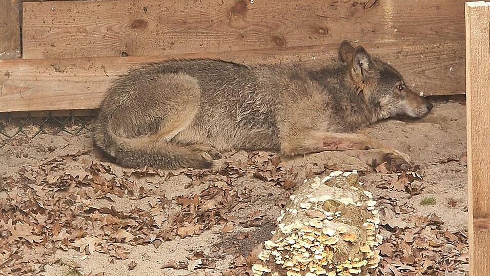 Der vor einer Woche mitten in Hamburg eingefangene Wolf ist wieder frei. Er sei am Ostersonntag ausgewildert worden, teilte die Umweltbeh&ouml;rde mit. (Foto Handout)