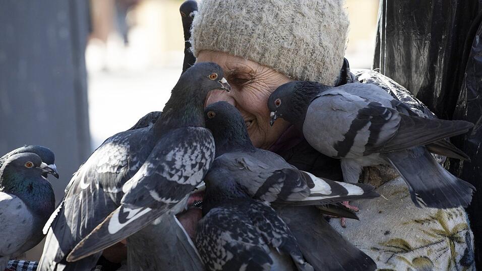 Sollte man in Langquaid aktuell vermeiden: Das Paramyxovirus kann auch auf Menschen übergehen. (Symbolbild) Sollte man in Langquaid aktuell vermeiden: Das Paramyxovirus kann auch auf Menschen übergehen. (Symbolbild)