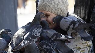 Sollte man in Langquaid aktuell vermeiden: Das Paramyxovirus kann auch auf Menschen übergehen. (Symbolbild) Sollte man in Langquaid aktuell vermeiden: Das Paramyxovirus kann auch auf Menschen übergehen. (Symbolbild)