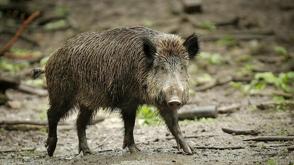 Das Wildschwein hat bislang nichts besch&auml;digt auf dem Friedhof. (Symbolbild)