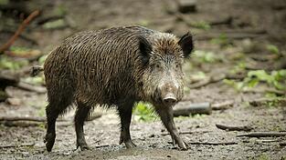 Das Wildschwein hat bislang nichts besch&auml;digt auf dem Friedhof. (Symbolbild)