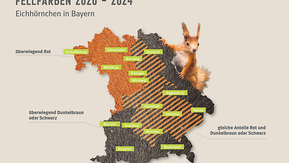 Die Grafik zeigt, wie sich die unterschiedliche Färbung bei Eichhörnchen auf Bayern verteilt. Die Grafik zeigt, wie sich die unterschiedliche Färbung bei Eichhörnchen auf Bayern verteilt.