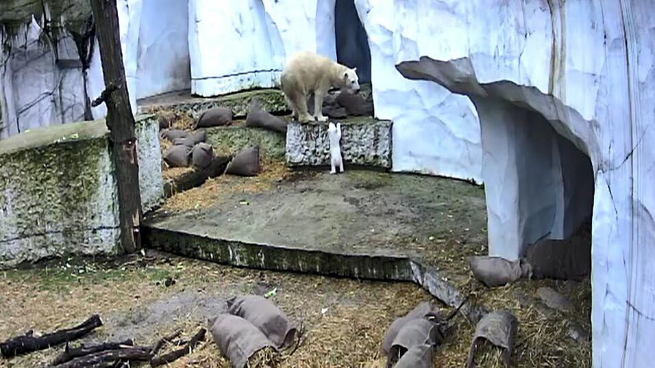 Der kleine Bär erkundet seine Umwelt.