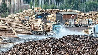 Holzstämme liegen auf dem Gelände des Sägewerks der Ziegler Group in Plößberg. Das Bild stammt aus besseren Zeiten, mittlerweile ist das Holzlager leer, der Markt auch. Soll der Betrieb aber in Zukunft weitergehen, braucht es dringend Lieferungen.