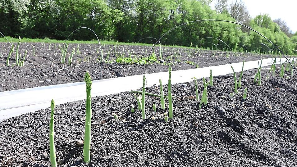 Nicht nur auf den Spargelfeldern werden zahlreiche ausl&auml;ndische Erntehelfer gebraucht. (Symbolbild)