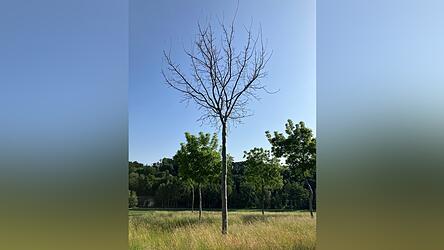 Der vergiftete Nussbaum im vergangenen Sommer.