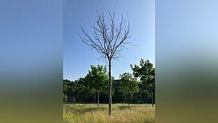 Der vergiftete Nussbaum im vergangenen Sommer.