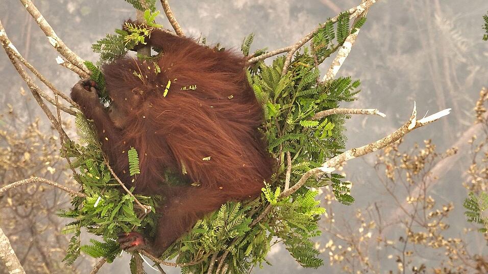 Ein Orang-Utan-Weibchen klammert sich während eines Waldbrandes an eine Baumkrone. Ein Orang-Utan-Weibchen klammert sich während eines Waldbrandes an eine Baumkrone.