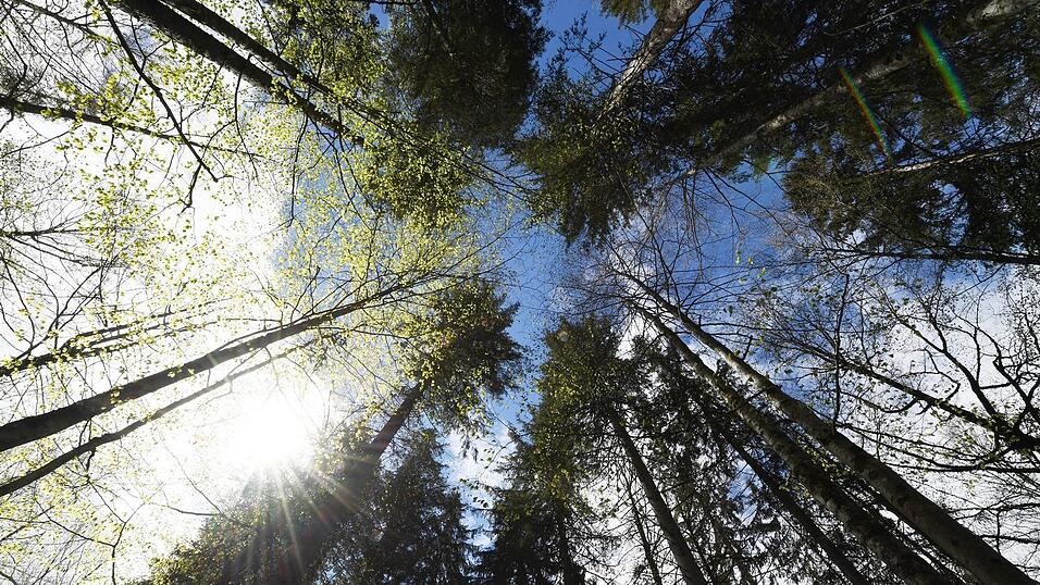 Trockenheit setzt dem Wald zu. Trockenheit setzt dem Wald zu.