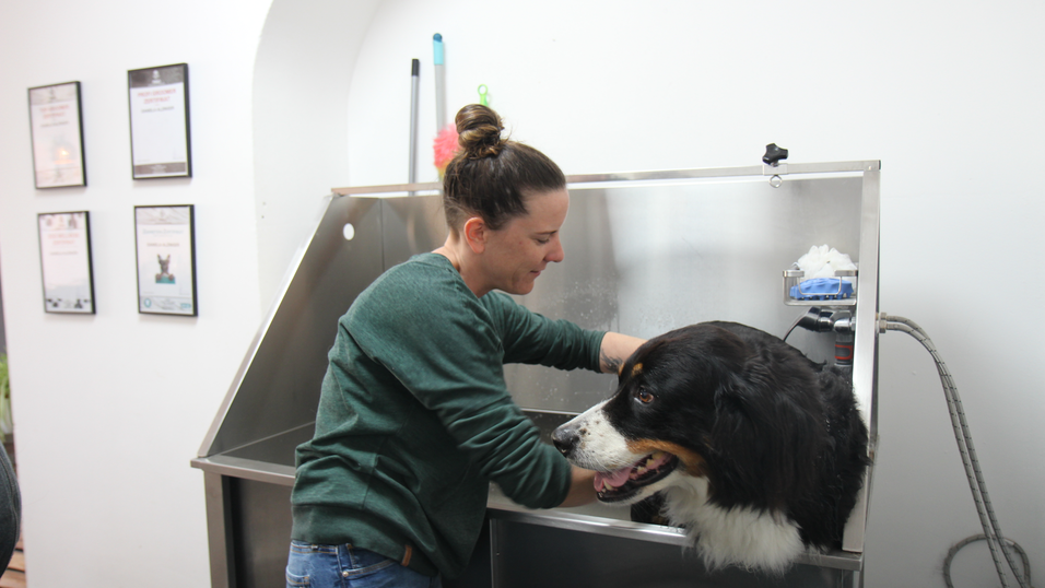 Betty wird von Hundefriseurin Daniela Alzinger gewaschen.&nbsp;