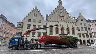 Über 15 Meter misst der Christbaum, der am Montag gefällt und vor dem Rathaus aufgestellt wurde.