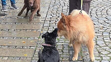 Hundehalter hatten den Segen f&uuml;r ihre tierischen Familienmitglieder erbeten.