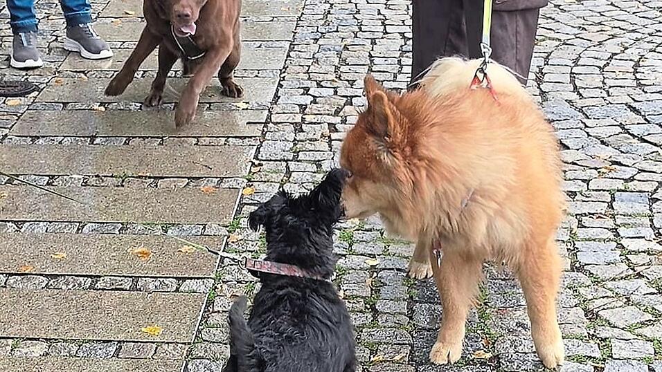 Hundehalter hatten den Segen f&uuml;r ihre tierischen Familienmitglieder erbeten.