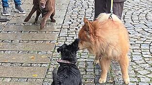 Hundehalter hatten den Segen f&uuml;r ihre tierischen Familienmitglieder erbeten.