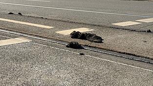 Die Hitze hat am Sonntag die Stra&szlig;enbahnen in N&uuml;rnberg ausgebremst.