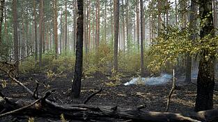 Der Großbrand im Müritz-Nationalpark ist laut Schweriner Umweltministerium gelöscht. Der Großbrand im Müritz-Nationalpark ist laut Schweriner Umweltministerium gelöscht.