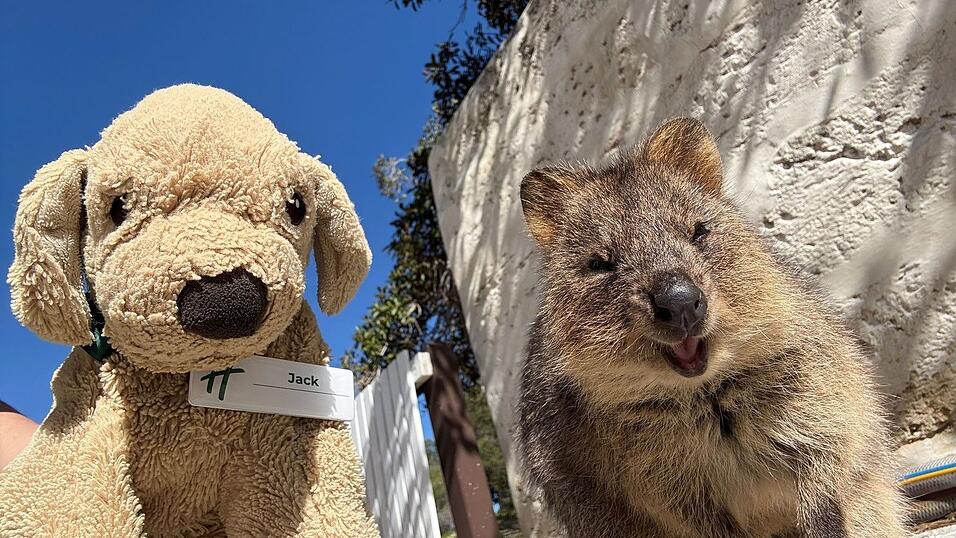 Jack erlebt große Abenteuer - so ließ er sich mit einem einheimischen Quokka auf Rottnest Island fotografieren. Jack erlebt große Abenteuer - so ließ er sich mit einem einheimischen Quokka auf Rottnest Island fotografieren.