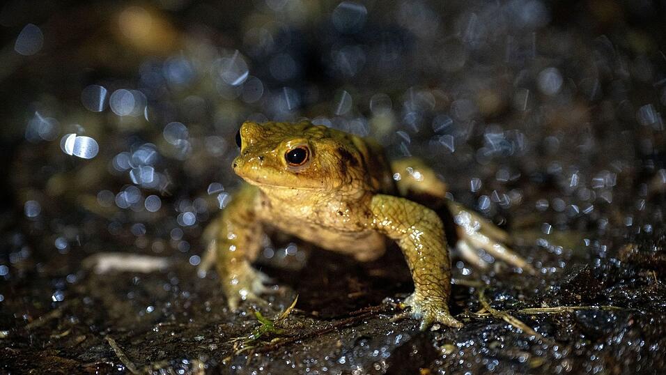 Ehrenamtliche Helfer bringen Fr&ouml;sche und Lurche &uuml;ber die Stra&szlig;e. (Symbolbild)