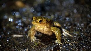 Ehrenamtliche Helfer bringen Fr&ouml;sche und Lurche &uuml;ber die Stra&szlig;e. (Symbolbild)