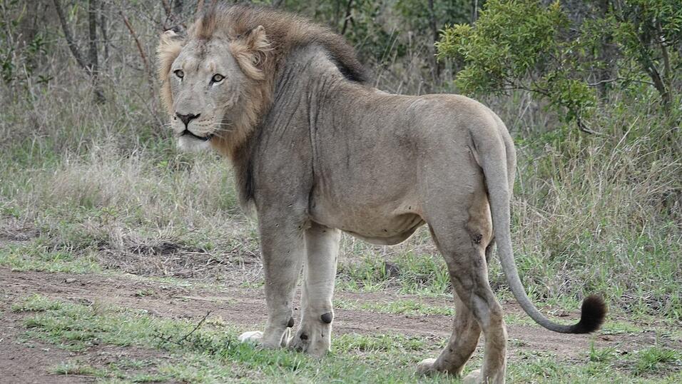 Im ostafrikanischen Tansania sowie in anderen Ländern Afrikas kommt es immer wieder zu Konflikten zwischen Wildtieren und Menschen. (Archivbild) Im ostafrikanischen Tansania sowie in anderen Ländern Afrikas kommt es immer wieder zu Konflikten zwischen Wildtieren und Menschen. (Archivbild)