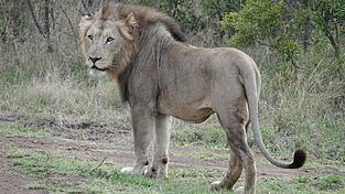 Im ostafrikanischen Tansania sowie in anderen L&auml;ndern Afrikas kommt es immer wieder zu Konflikten zwischen Wildtieren und Menschen. (Archivbild)