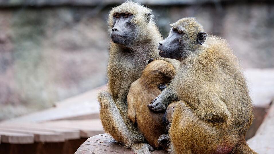 In dem Gehege leben laut dem Tiergarten mehr als 40 Paviane. Ausgelegt ist die Anlage für 25 Affen plus Jungtiere. (Archivbild) In dem Gehege leben laut dem Tiergarten mehr als 40 Paviane. Ausgelegt ist die Anlage für 25 Affen plus Jungtiere. (Archivbild)