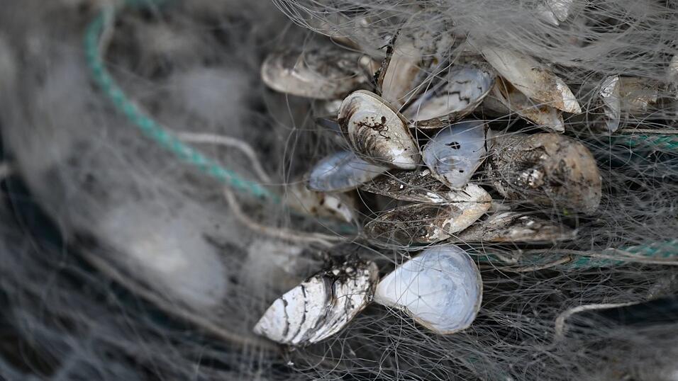 Quagga-Muscheln sind nun auch im Starnberger See nachgewiesen worden. (Archivfoto) Quagga-Muscheln sind nun auch im Starnberger See nachgewiesen worden. (Archivfoto)