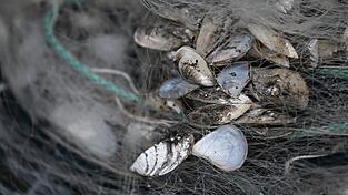 Quagga-Muscheln sind nun auch im Starnberger See nachgewiesen worden. (Archivfoto) Quagga-Muscheln sind nun auch im Starnberger See nachgewiesen worden. (Archivfoto)
