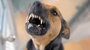Ein Hund hat einen 80-jährigen Mann in Rabenstein in die Hand gebissen (Symboldbild).
