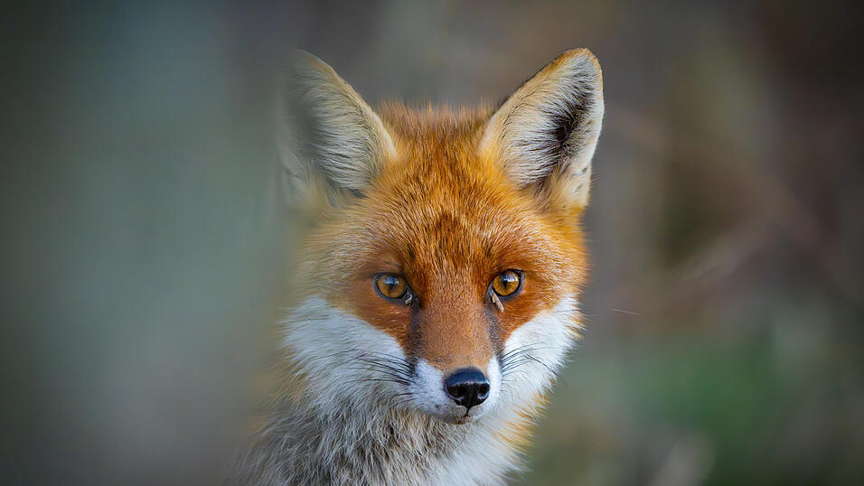 Ausgelegte Köder sorgten im Bereich Furth im Wald zuletzt für Unruhe. Statt auf Hunde hatte es die Verantwortliche aber wohl auf Füchse abgesehen - und keine bösen Absichten, so die Polizei. Ausgelegte Köder sorgten im Bereich Furth im Wald zuletzt für Unruhe. Statt auf Hunde hatte es die Verantwortliche aber wohl auf Füchse abgesehen - und keine bösen Absichten, so die Polizei.