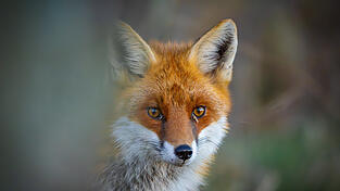 Ausgelegte K&ouml;der sorgten im Bereich Furth im Wald zuletzt f&uuml;r Unruhe. Statt auf Hunde hatte es die Verantwortliche aber wohl auf F&uuml;chse abgesehen - und keine b&ouml;sen Absichten, so die Polizei.&nbsp;