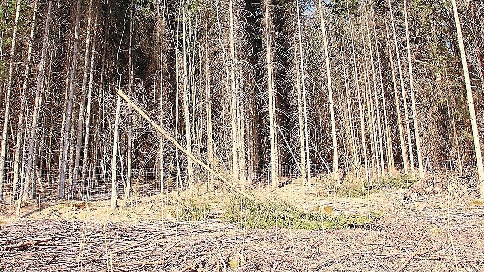 Dieses Waldstück bei Lalling wurde nach einem Borkenkäferbefall und nachfolgendem Sturmschaden wiederaufgeforstet. Die Fichten im Hintergrund sind ebenfalls schon gefährdet. Dieses Waldstück bei Lalling wurde nach einem Borkenkäferbefall und nachfolgendem Sturmschaden wiederaufgeforstet. Die Fichten im Hintergrund sind ebenfalls schon gefährdet.