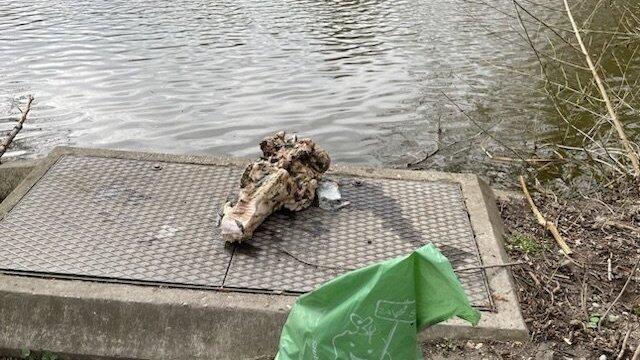 Das Fundst&uuml;ck im Eisweiher ist erst auf den zweiten Blick als Rindersch&auml;del erkennbar.