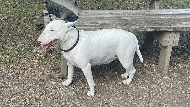 Die Bullterrier-Hündin kann vom Tierheim weitervermittelt werden, allerdings muss eine weitere Begutachtung durchgeführt werden.