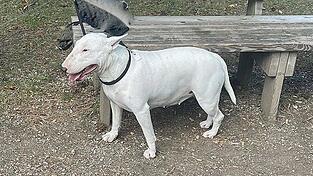 Die Bullterrier-Hündin kann vom Tierheim weitervermittelt werden, allerdings muss eine weitere Begutachtung durchgeführt werden.