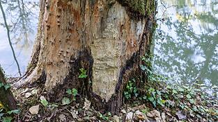 Biber fressen die Borke und den Stamm eines Baumes an. Biber fressen die Borke und den Stamm eines Baumes an.