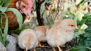 Geflügelzüchter sichern die Artenvielfalt der gefiederten Freude. Es wird jedoch zunehmend schwieriger, das Hobby aufrecht zu erhalten. Geflügelzüchter sichern die Artenvielfalt der gefiederten Freude. Es wird jedoch zunehmend schwieriger, das Hobby aufrecht zu erhalten.