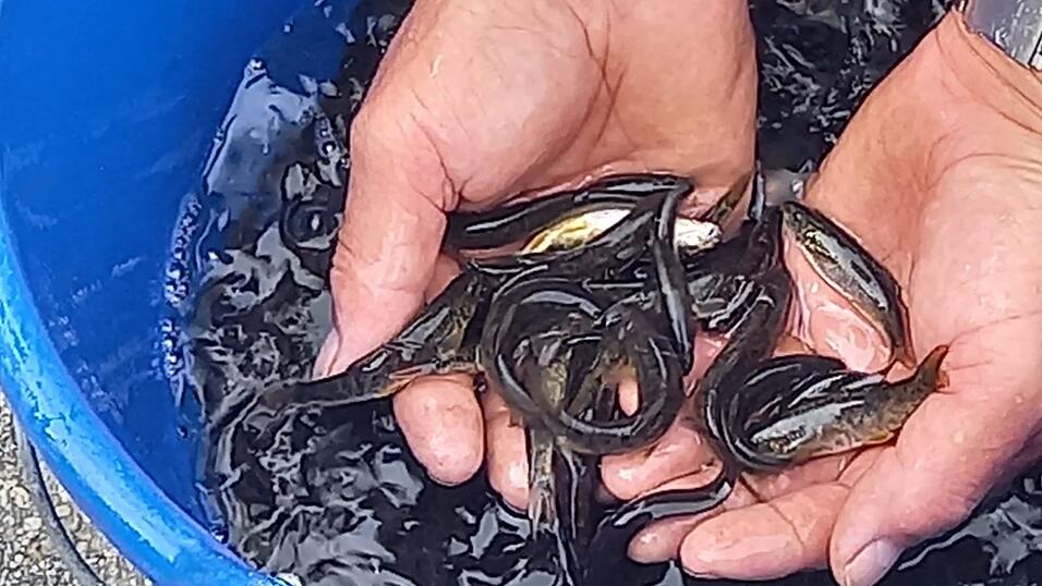 Die Mitglieder des Fischereivereins &uuml;bernahmen das Einsetzen der kleinen Fische an verschiedenen Abschnitten entlang der Kleinen Vils von Ankam bis zum Ortsende von Geisenhausen an der B 299.