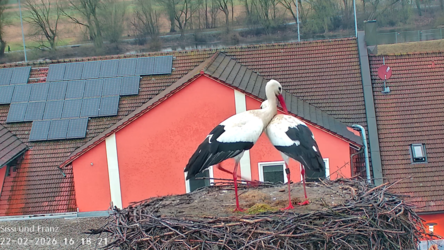 Miltachs Storchenpaar Sissi und Franz turteln - und bereiten den Horst f&uuml;r die n&auml;chste Brut vor.