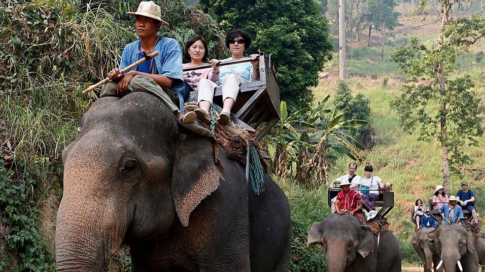 Noch immer werden Elefanten in Thailand für Touristenritte ausgebeutet - aber immer mehr Camps steigen auf eine tierfreundlichere Behandlung um. (Archivbild) Noch immer werden Elefanten in Thailand für Touristenritte ausgebeutet - aber immer mehr Camps steigen auf eine tierfreundlichere Behandlung um. (Archivbild)