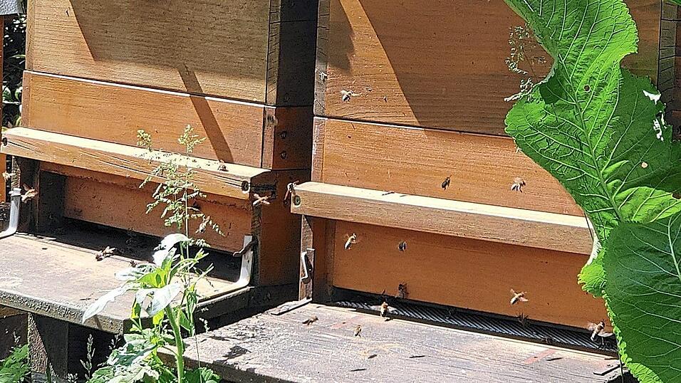 Der Imkerverein Schierling will Bienenbeuten kaufen, von der Marktgemeinde gibt es dafür einen Zuschuss. Der Imkerverein Schierling will Bienenbeuten kaufen, von der Marktgemeinde gibt es dafür einen Zuschuss.