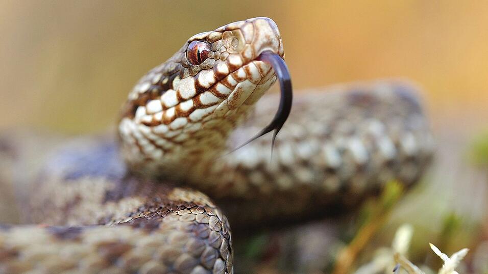 Die Kreuzotter ist die einzige in Bayern vorkommende giftige Schlangenart.