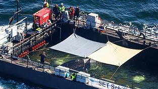 Der Wal soll in der Nordsee freigelassen werden.