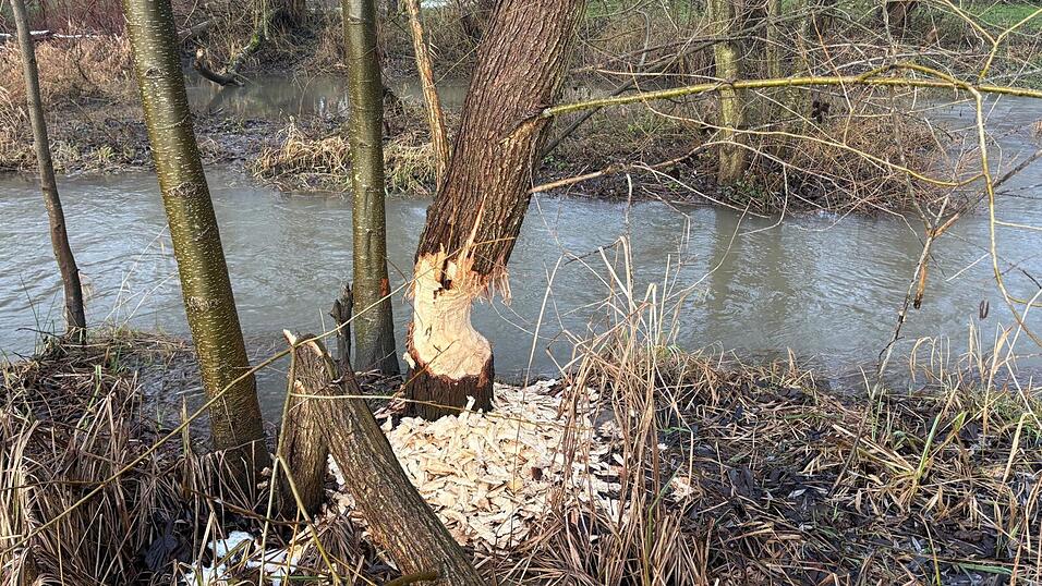 Die Spuren sind noch frisch und &uuml;berdeutlich: Hier war ein Biber am Werk.