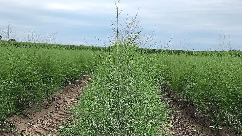 So sehen Spargelpflanzen im Sommer aus.