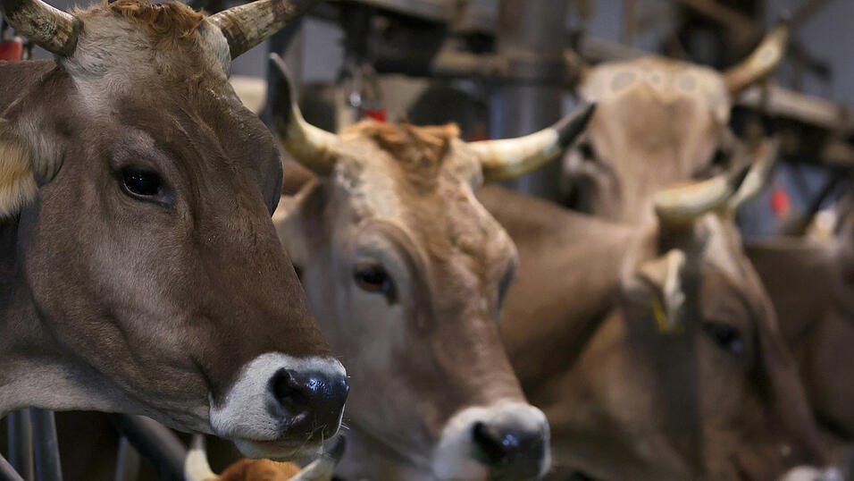 In Ställen auf einem Bauernhof werden Tierkadaver gefunden, dazu schwer vernachlässigte Tiere. Kein Einzelfall. Im Landtag ging es nun um die Frage, wie Kontrollen verbessert werden könnten.