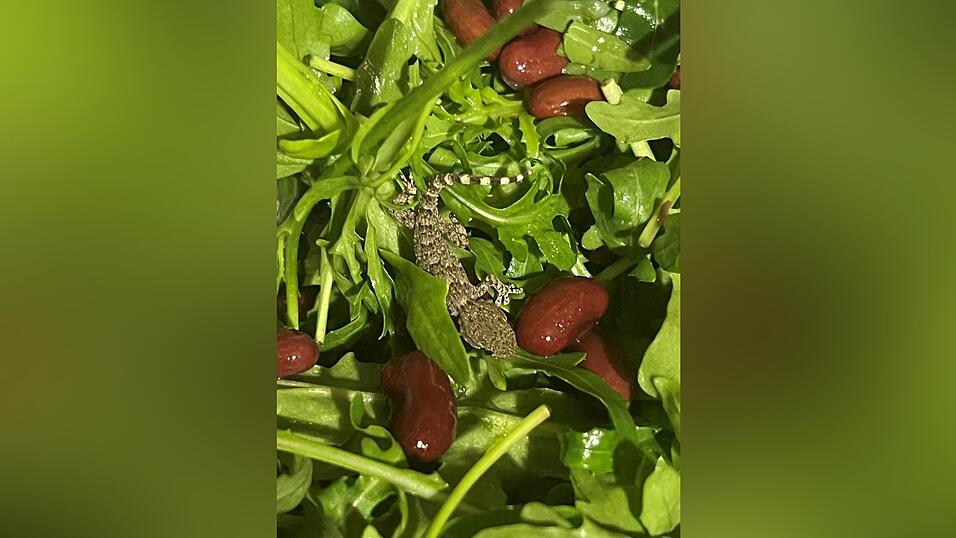 Es handelt sich um einen jungen Mauergecko. Es handelt sich um einen jungen Mauergecko.